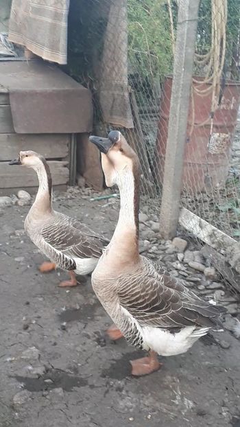 VideoCapture_20190324-210516 - 999 Poze o parte din Gaste Martie 2019