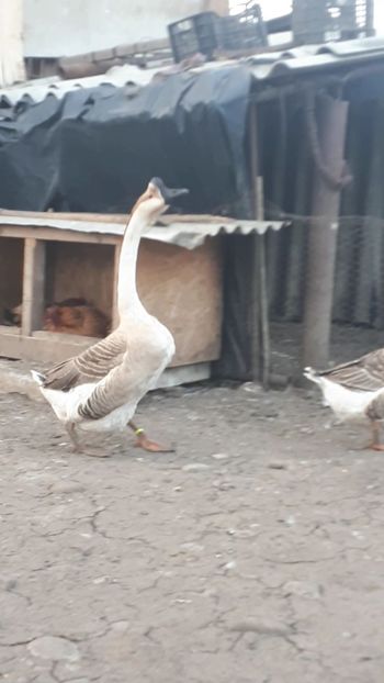 VideoCapture_20190324-210451 - 999 Poze o parte din Gaste Martie 2019