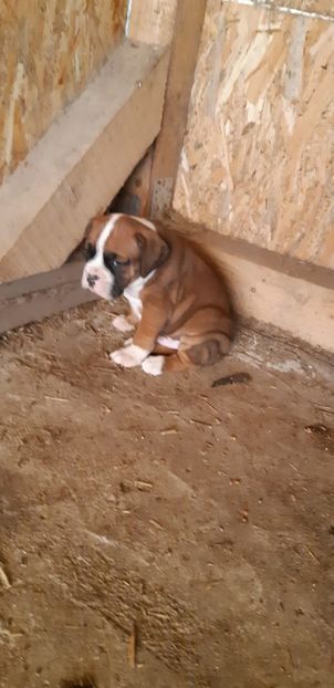  - Catei boxer de vanzare