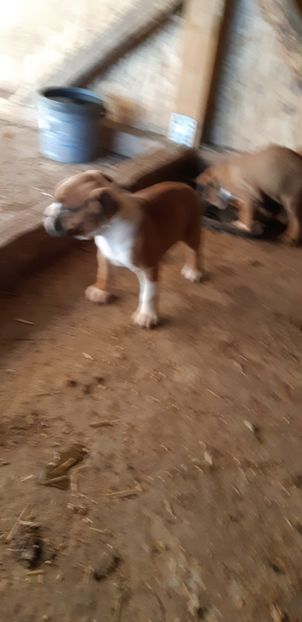  - Catei boxer de vanzare