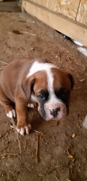  - Catei boxer de vanzare
