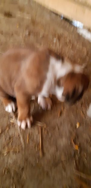  - Catei boxer de vanzare