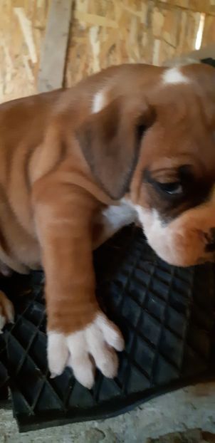  - Catei boxer de vanzare