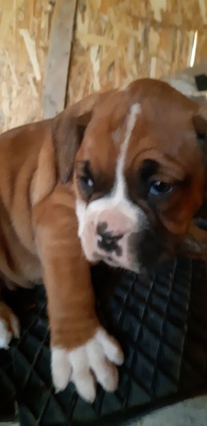  - Catei boxer de vanzare