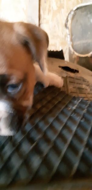  - Catei boxer de vanzare