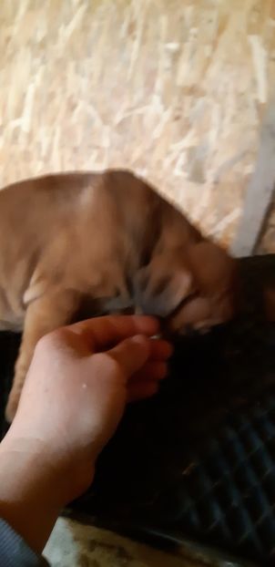  - Catei boxer de vanzare