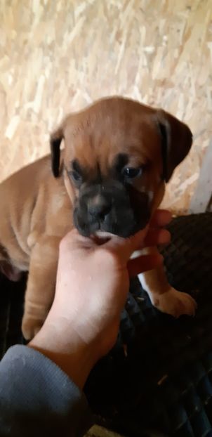  - Catei boxer de vanzare