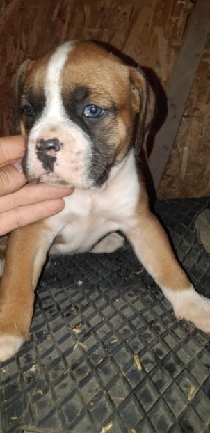  - Catei boxer de vanzare