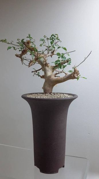 Commiphora kataf v turkanensis - Vase - aranjamente - accesorii