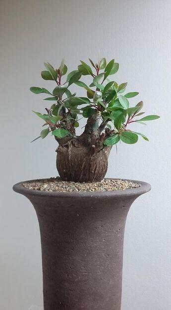 Fouquieria fasciculata - Vase - aranjamente - accesorii