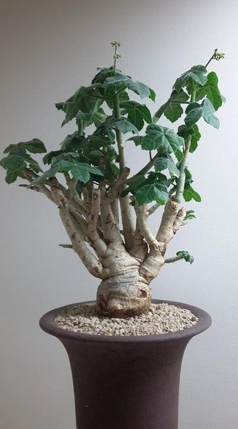 Jatropha spicata - Vase - aranjamente - accesorii