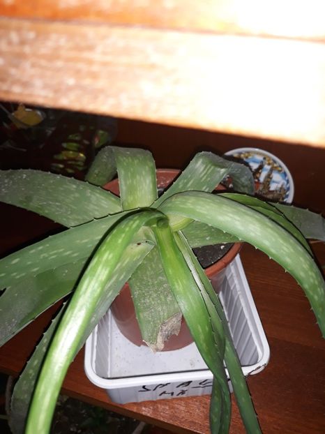  - Colectie aloe