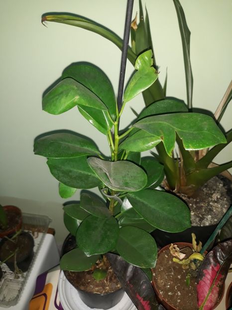  - Colectie Ficus