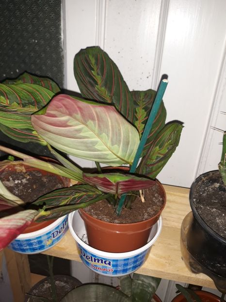  - Colectie Maranta Calathea
