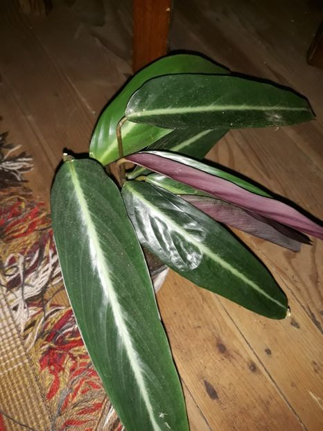  - Colectie Maranta Calathea