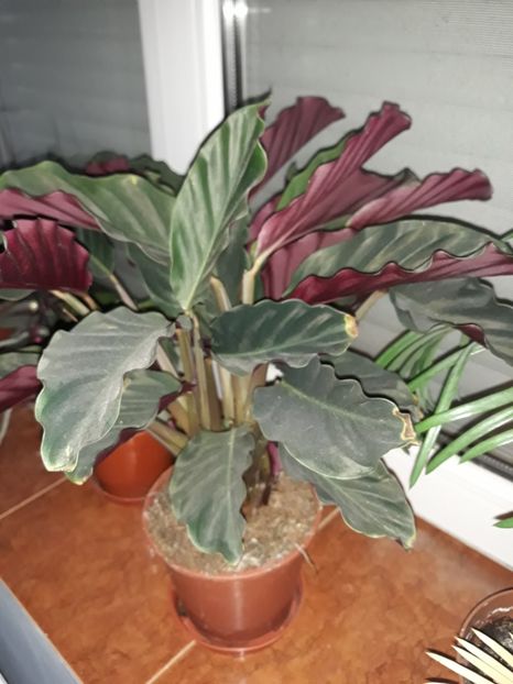  - Colectie Maranta Calathea