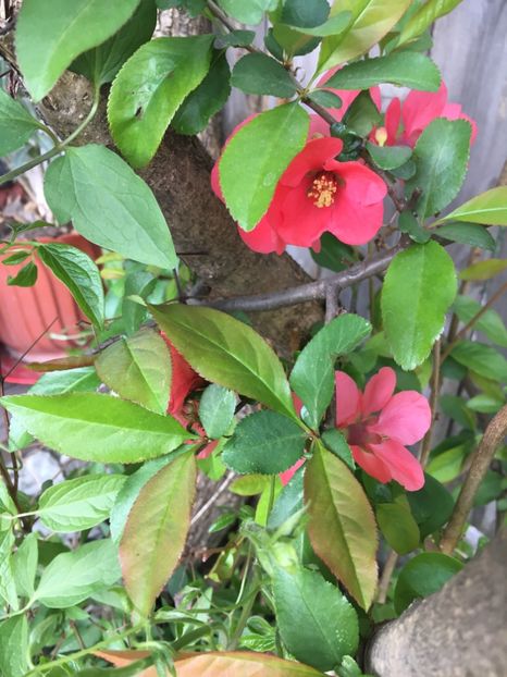 81AFE6D3-D2EF-4EB1-9C9C-A764925038AD - Martie