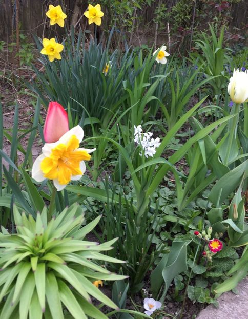 1D1C2DFE-DFF5-4EAA-97D1-AE7270FC0595 - Martie