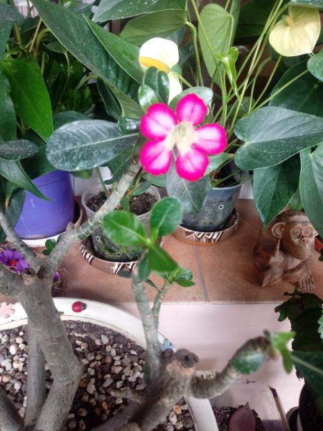  - Adenium Obesum-Desert Rose