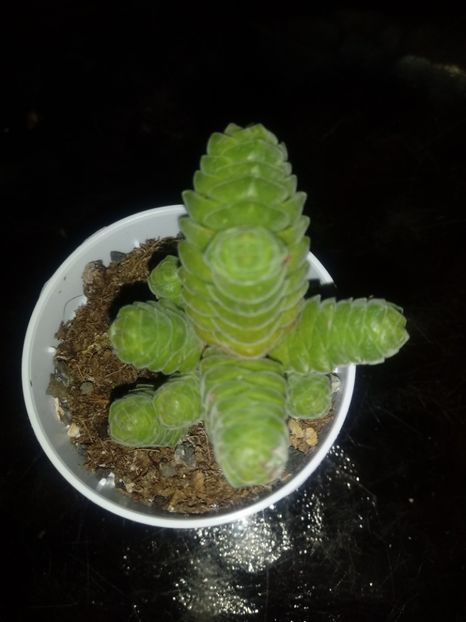  - Crassula