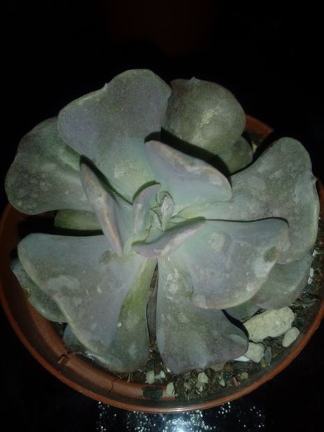  - Echeveria si alte suculente asemanatoare