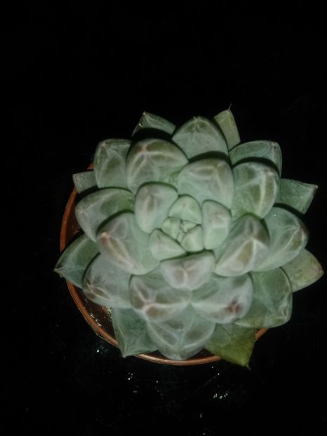  - Echeveria si alte suculente asemanatoare