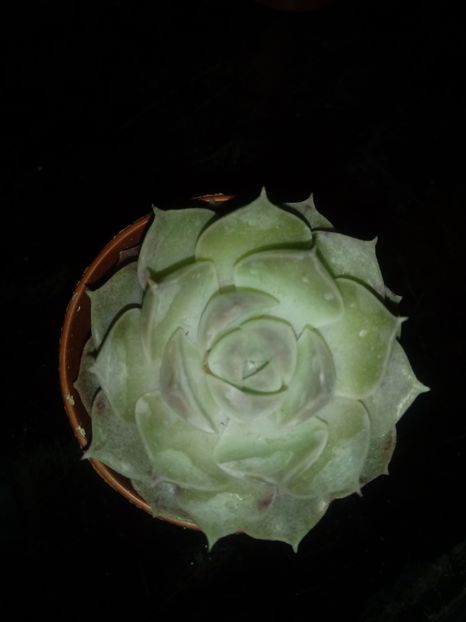  - Echeveria si alte suculente asemanatoare