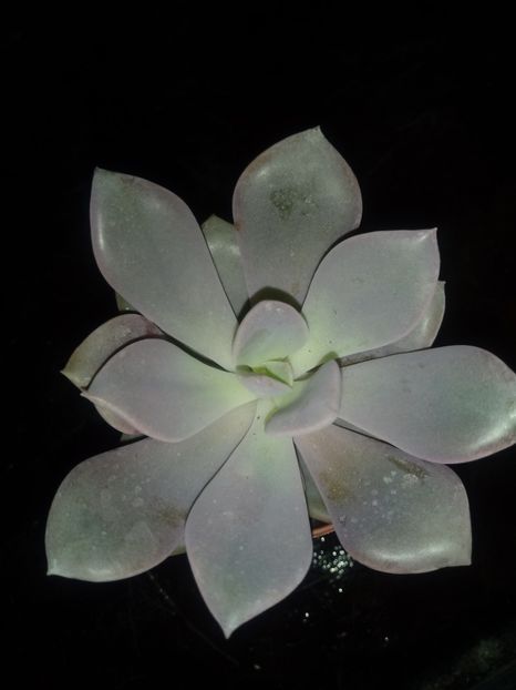  - Echeveria si alte suculente asemanatoare