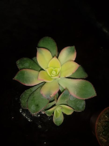  - Echeveria si alte suculente asemanatoare