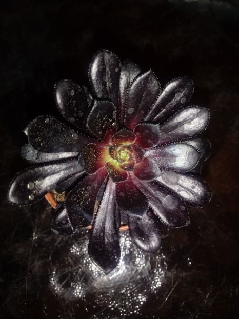  - Echeveria si alte suculente asemanatoare