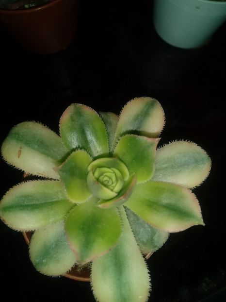  - Echeveria si alte suculente asemanatoare