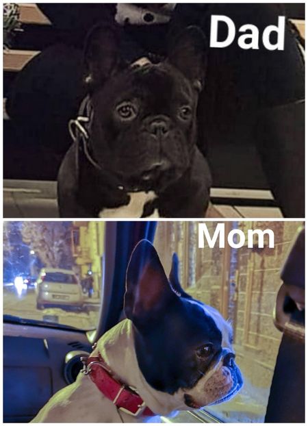 PSX_20190325_005410 - Buldog francez