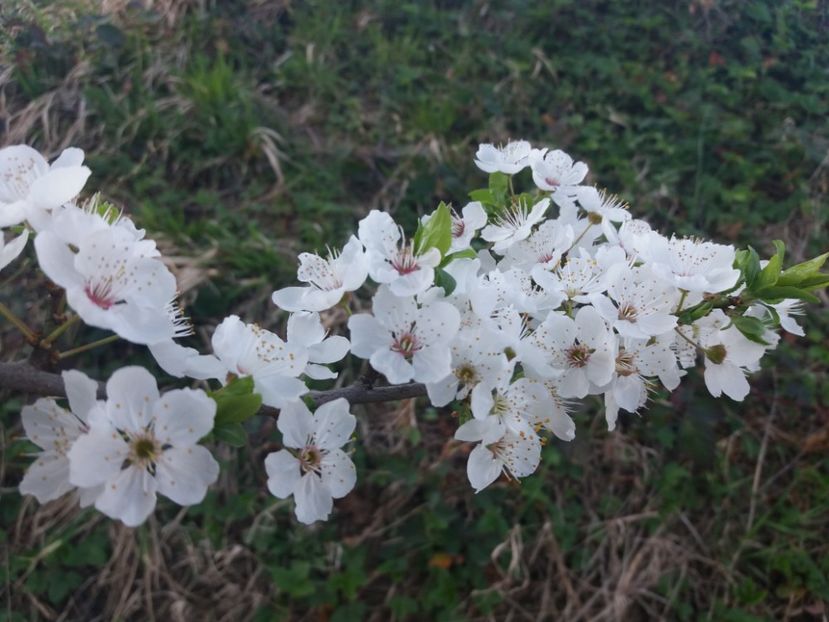  - La țară martie 2019