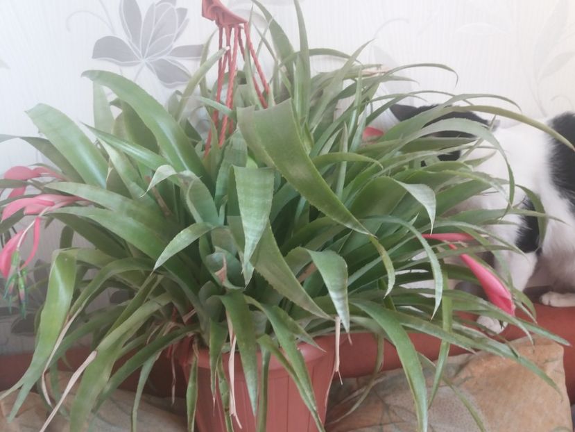  - Florile mele martie 2019