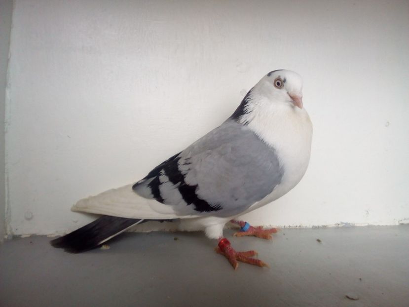  - jucatori de galati pe albastru