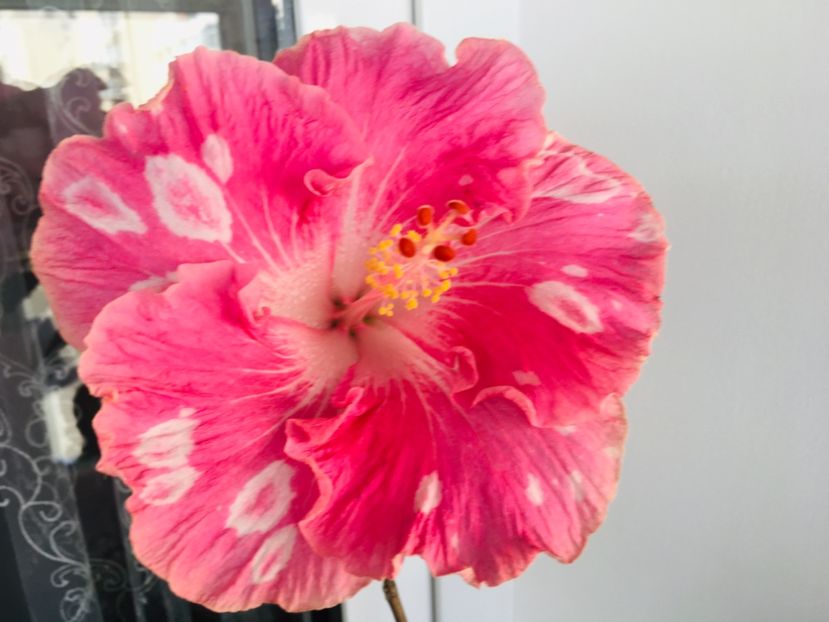 DC578C8C-2F51-4009-8F2A-D0CC094A62E4 - Water Fuorong