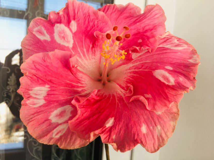 0399AF80-4C71-4B7E-9485-3AEA4D6D1F76 - Water Fuorong