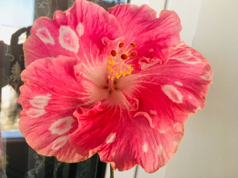 1CA08482-754D-44E4-9FA5-CF796A79D8D1 - Water Fuorong