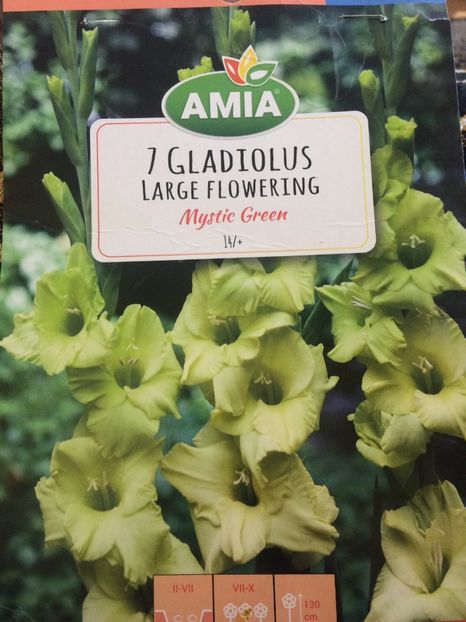 image - Gladiole