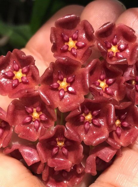 7C7DFBFC-C6FA-4C3E-B6CE-34093F481CC7 - Siariae Red