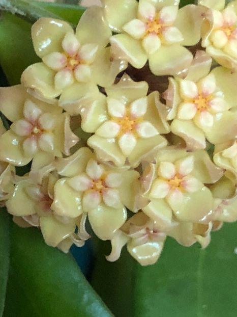 Neo-Ebudica - HOYA