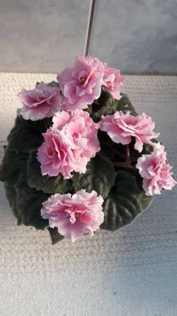 Aprilie 2019 - AV EXTAZ