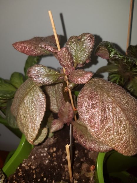 - EPISCIA