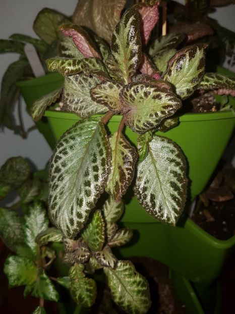  - EPISCIA