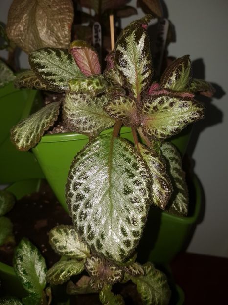  - EPISCIA
