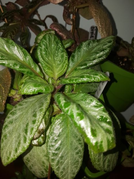 - EPISCIA