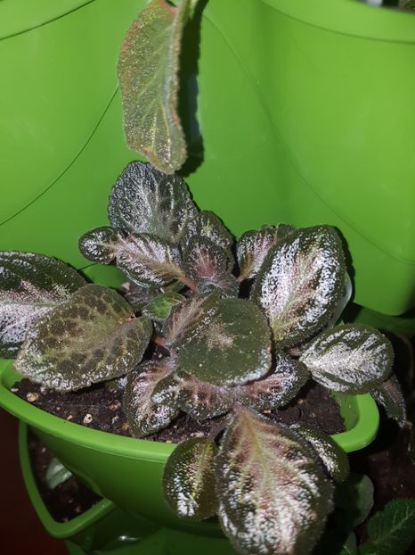  - EPISCIA