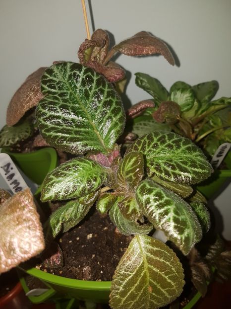  - EPISCIA