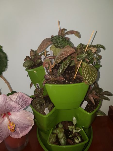  - EPISCIA