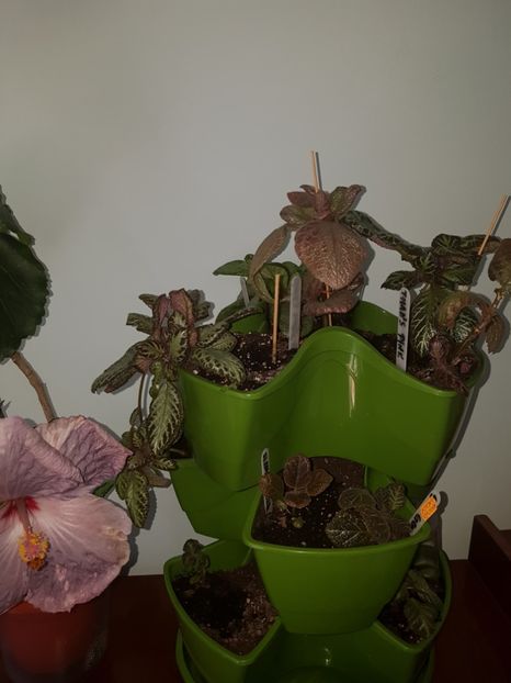  - EPISCIA